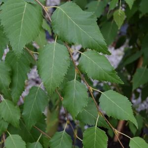 Betula albosinensis 'Fascination' 16-18 EHS